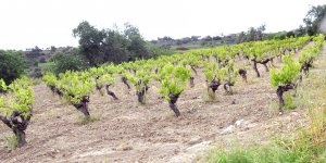 Asma yaprağı ‘altın’ oldu