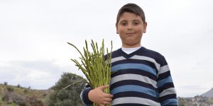 KIBRIS’IN YENİLEBİLİR DOĞAL OTLARI