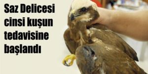 Yaralı kuş TEDAVİ ALTINDA