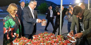 Çilek festivali başladı