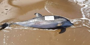 Ölü yunus, karaya vurdu