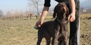 Köpeğini vuran avcıya KINAMA