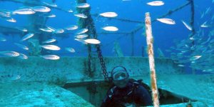 Binlerce balığın yuvası oldu