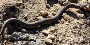 "Gufi üstüne basmadıkça ısırmaz"