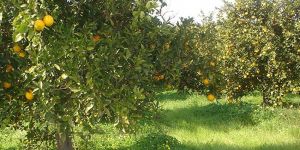 Cypfruvex alacakları ödüyor