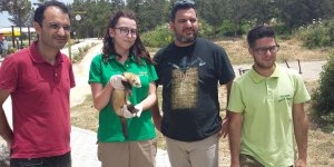 Kayıp sansar bulundu