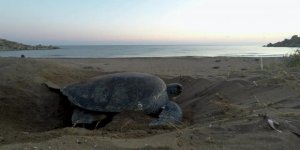 Kaplumbağaların ürediği sahiller için duyarlılık çağrısı
