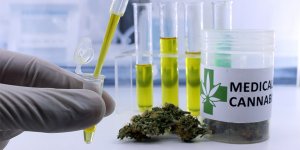 Tıbbi hintkenevirine ilişkin yasa uygulamaya giriyor