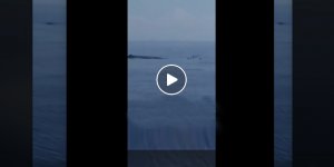 Mağusa açıklarında köpek balığı