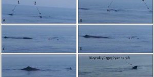 Dr. Snape açıkladı: İspermeçet balinaları