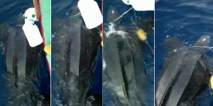 Karpaz açıklarında dev kaplumbağa