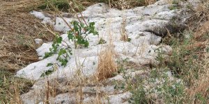 Tarım: Karpuz ve kavun zarar gördü