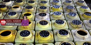 Lefke’nin gizli kalmış hazinesi; ceviz…