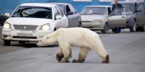 Aç kutup ayısı şehre indi
