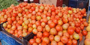 Domatesteki pahalılık tüccarın işi
