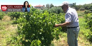 “Tüccar bizden ucuz alıyor, pahalıya satıyor”