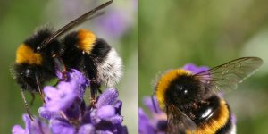 37 yetiştiriciye ödeme yapıldı