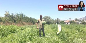 "Üniversitede 'halkla ilişkiler' okudum, karpuz ekiyorum"