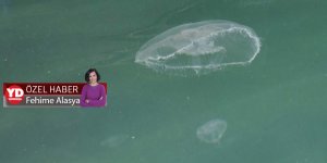 Denizanasına dikkat!