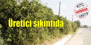 Narenciye üreticisi ihracat pazarı istiyor