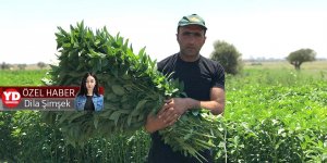 Demirhanlı Molehiya üreticileri: Talep çok, İngiltere’ye de ihracat yapıyoruz