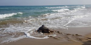 Kıbrıs’a aşk için geldi