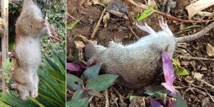 Maraş'ta fare istilası