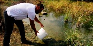 Sivrisinekle doğal mücadele