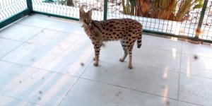 Uyuşturucu ile birlikte vahşi kedi bulundu