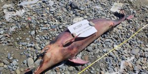 Başat: “Güzelim ülkemizi yok ediyoruz"