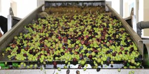 ZEYTİNDE REKOR REKOLTE: 15 BİN TON