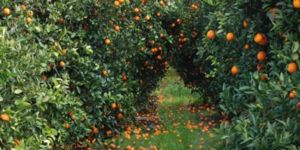 Üreticiye  8 Milyon TL 