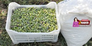 Zeytinde beklenti  40 bin ton rekolte!