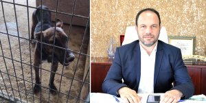 “Zayıf ve yaralı olanlar  barınağa yeni geldi”