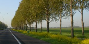 10 milyon ağaç projesi