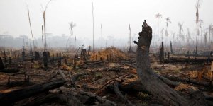 AMAZONLAR'DAKİ ORMAN KAYBI ARTIYOR