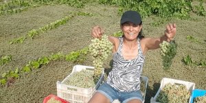 ALTIN SALKIM  ‘ÜZÜM’ÜN BEREKETİ