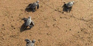 DENİZ KAPLUMBAĞALARI KUZEY KIBRIS’I ÇOK SEVDİ