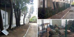 Ağaçlar katledildi!