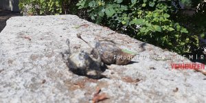 Kuşlar yandı, evler zarar gördü