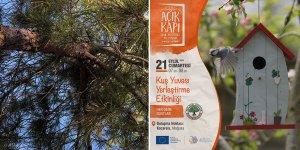 Salamis bölgesine kuş yuvası yerleştirilecek