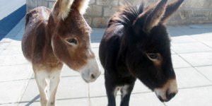 Eşek sütü egzama hastaları için umut mu?