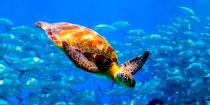 BM: "Mavi Gezegen kırmızı alarm veriyor"