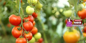 Domates altın oldu: 7,25 TL