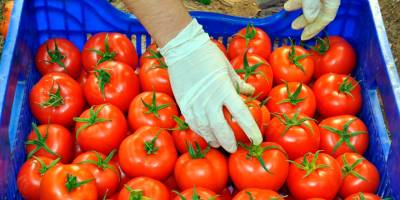 Ziraat Mühendisleri Odası: "Domates fahiş karla satılıyor"