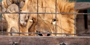 Hayvanat bahçesinde DEHŞET