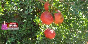 800- 1000 ton nar üretimi