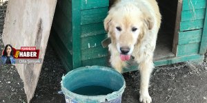 “Satın alma, sahiplen!”