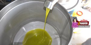 Zeytinde hasat iyi, değirmenlerde kuyruk var: “Rekor verim” beklentisi