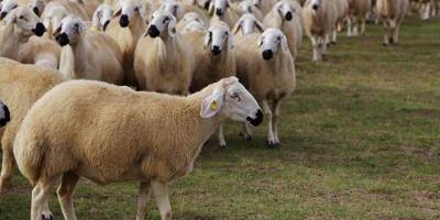 Beş bin koyun ‘hellim tesciline’ takıldı
